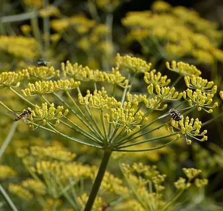 640px-foeniculum_vulgare_e