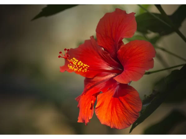 Hibisco flor