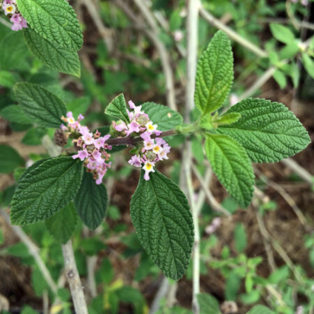 Lippia alba – Canto das Flores 1