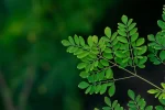 Moringa