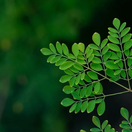 moringa-optimized