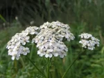 Aquilea, Mil-folhas