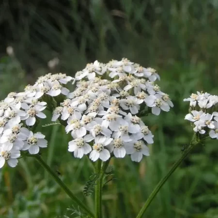 Achillea_millefolium_blanca-830×623.jpg