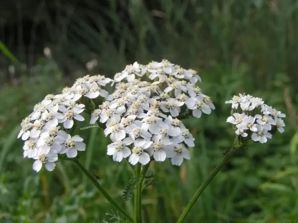 Aquilea, Mil-folhas