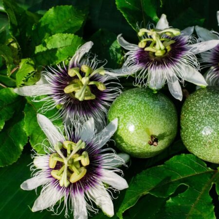 Maracuja-Tipos-Variedades-de-Maracuja-e-Caracteristicas-da-Planta-1536×979