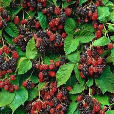 framboesa-rubus-idaeus-4_2nd