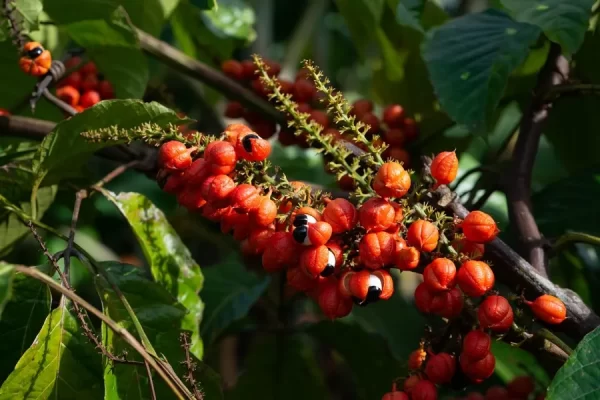 Guaraná em grao