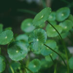 Centella Asiática