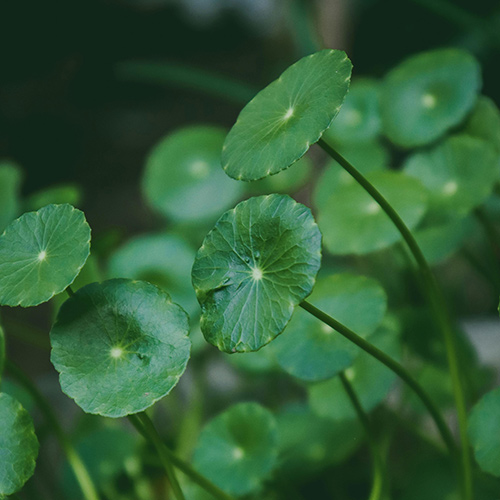 Centella Asiática