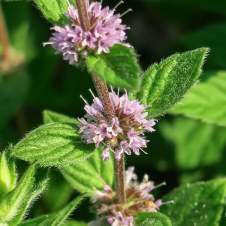 medicina-natural-levante-mentha-sp2-cpt